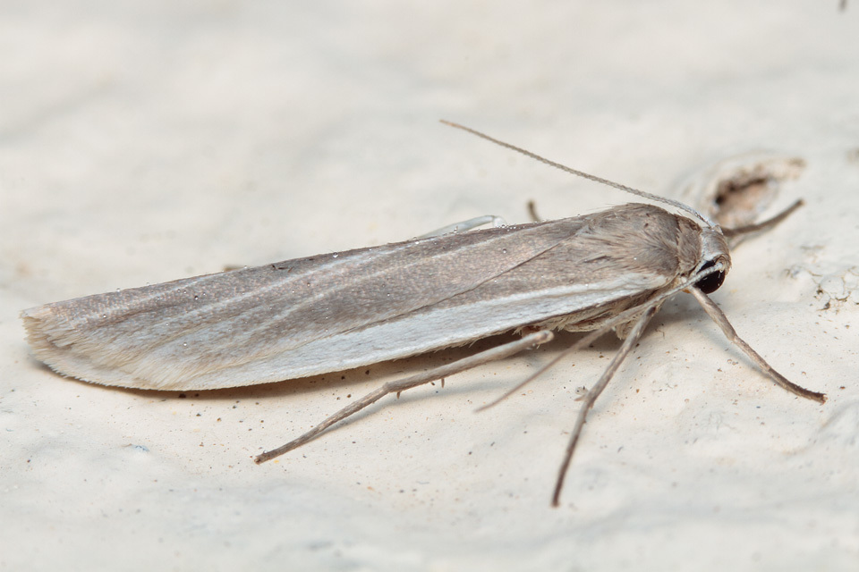 Eilema albicosta