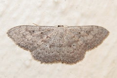Scopula guancharia