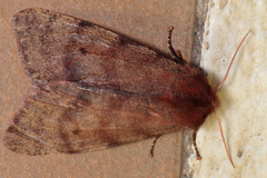 Canararctia rufescens