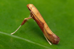 Caloptilia aurantiaca