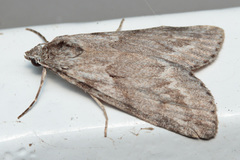 Gerarctia poliotis