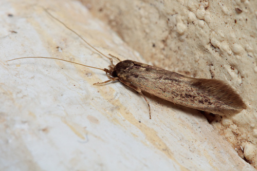 Detritus Moth