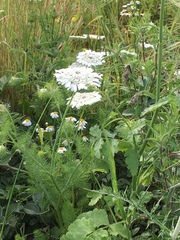 Artedia squamata