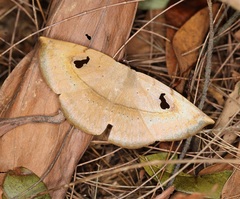 Hypopyra vespertilio