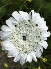 Artedia squamata