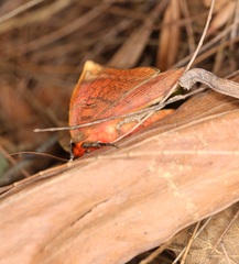 Hypopyra vespertilio