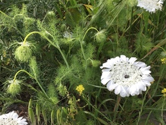 Artedia squamata