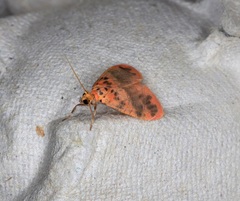 Miltochrista arcuata