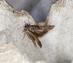 Lophoptera