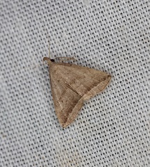 Lysimelia neleusalis