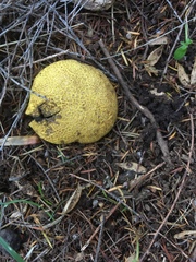 Scleroderma flavidum macrosporum