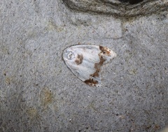 Neoduma kuangtungensis