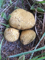 Scleroderma flavidum macrosporum