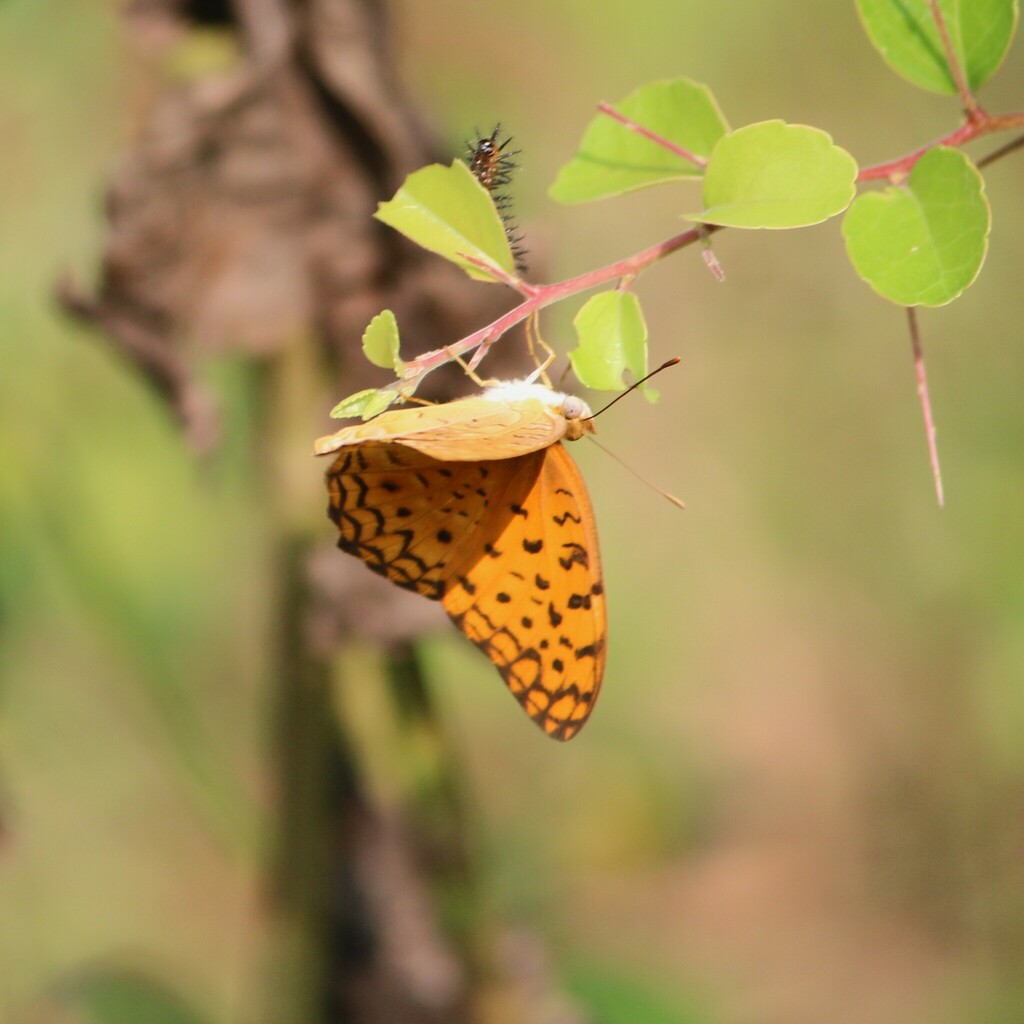 Common Leopard from Gokarna, Karnataka, India on November 1, 2023 at 11 ...