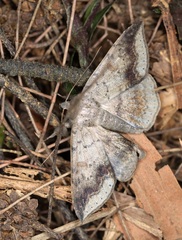Ericeia subcinerea