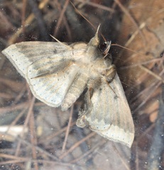 Ericeia subcinerea