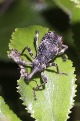 Anagotus