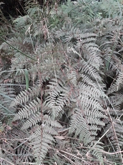 Hypolepis rufobarbata