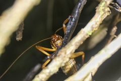 Hemideina crassidens