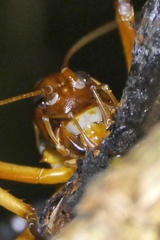 Hemideina crassidens