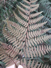 Hypolepis rufobarbata