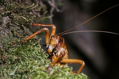 Hemideina broughi