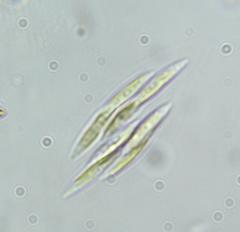 Quadrigula chodatii