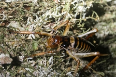 Hemideina crassidens