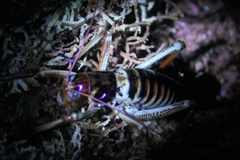 Hemideina crassidens