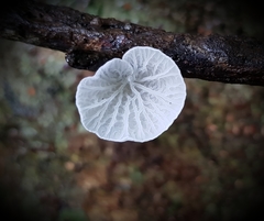 Campanella junghuhnii