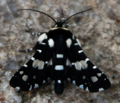 Pseudothyris sepulchralis