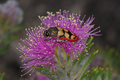 Melaleuca trichophylla observed 2023-09-16