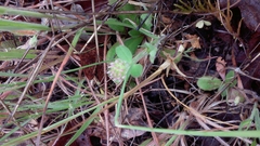 Trifolium microcephalum