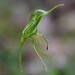 Bearded Bird Orchid - Photo (c) ramcad1, some rights reserved (CC BY-NC), uploaded by ramcad1