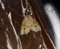 Olulis puncticinctalis