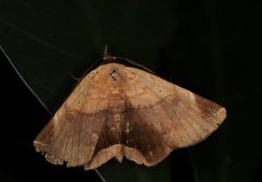 Psimada quadripennis