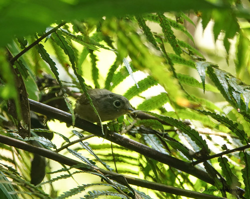 Nepal Fulvetta (Alcippe nipalensis), photo 4