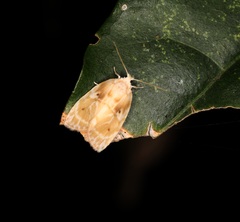 Schistophleps bipuncta