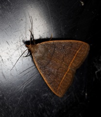 Simplicia cornicalis