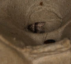 Stictane rectilinea chinesica