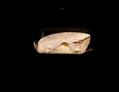 Strotihypera macroplaga