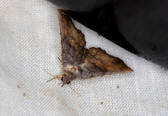 Throana pectinifer