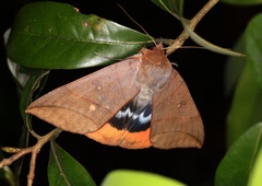 Thyas juno