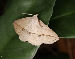 Ugia insuspecta