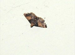 Pyralis pictalis