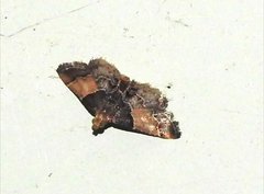 Pyralis pictalis