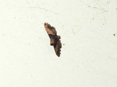 Pyralis pictalis