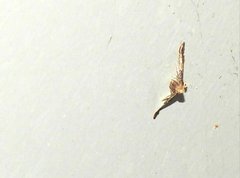 Pyralis pictalis