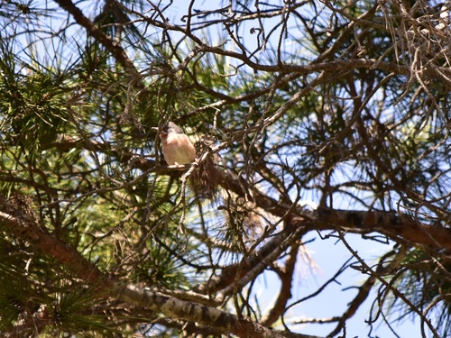 Western Subalpine Warbler (Curruca iberiae), photo 9
