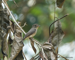 Muscicapa dauurica